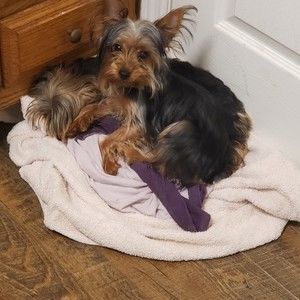 Meet your Posher, Chachelle